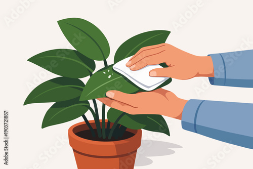 Hands cleaning houseplant leaves, providing essential green plant care
