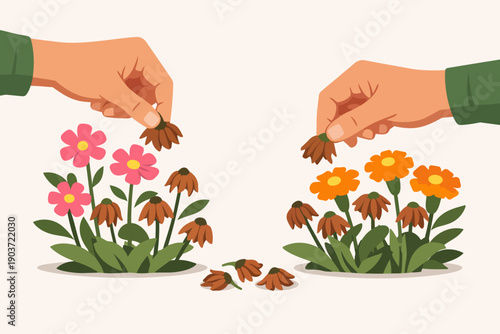 Hands deadheading flowers, removing wilted blooms for new growth and garden care