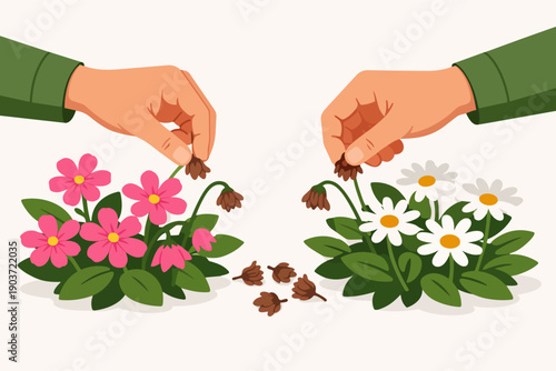 Hands deadheading flowers, removing spent blooms for plant growth and garden care