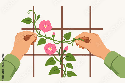 Hands tending blooming morning glory vine on a trellis, guiding plant growth