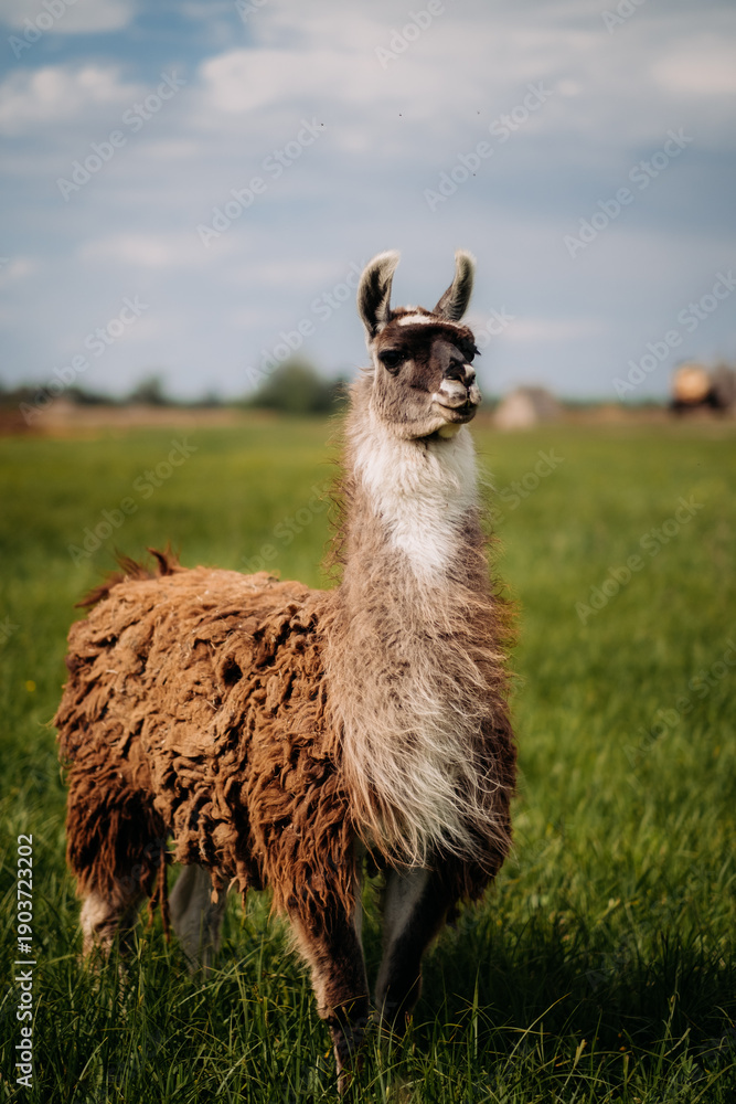 Fototapeta premium An alpaca stands in a meadow, looking up. Fluffy fur, blue sky, green grass