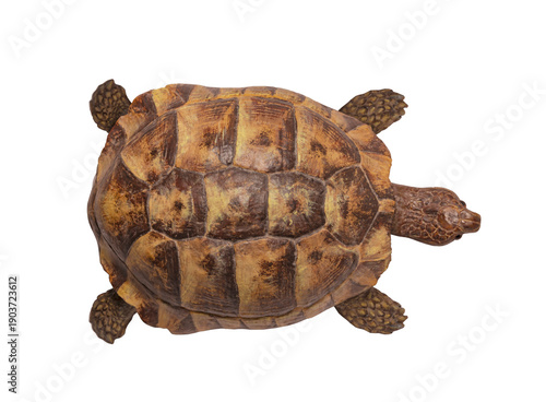 Panzer einer Schildkröte von oben auf weissem hintergrund
