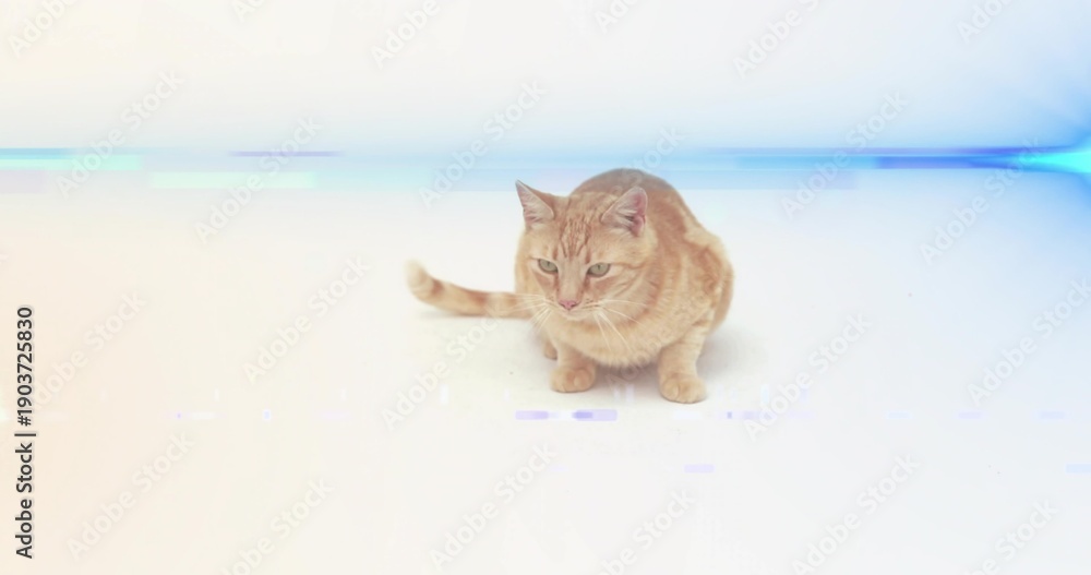 Obraz premium Sitting ginger tabby cat on seamless white floor, with blue-purple band, faint shadow, artifacts