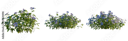Fotografi Vinca major tree, elevation, front view, cutout, transparent background, isolate