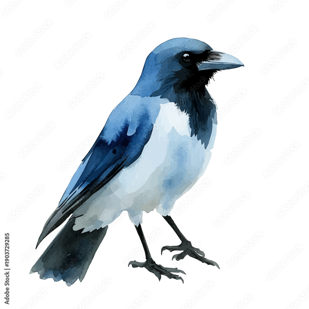 Fototapeta premium watercolor vector of Single Crow Misty Morning, isolated on a white background.