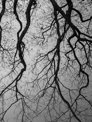 Organic Abstract Pattern: Dense Tangle of Deciduous Tree Branches