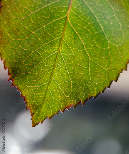 Macro Detail of Leaf Venation: Nature's Intricate Biological Network