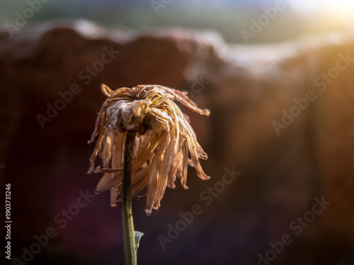 End of Summer Bloom: Withered Flower Head with Moody Shadows