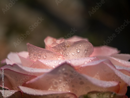 Nature’s Purity: White Rose with Soft Pink Blush and Dew Drops