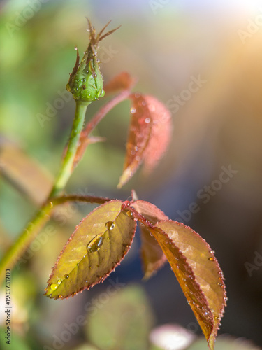Macro Rose Bud with Dramatic Lighting: Glistening Water Drops on Petals