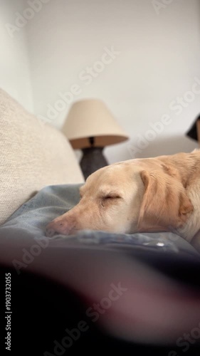 A dog is sleeping on a couch. The couch is covered with a blanket