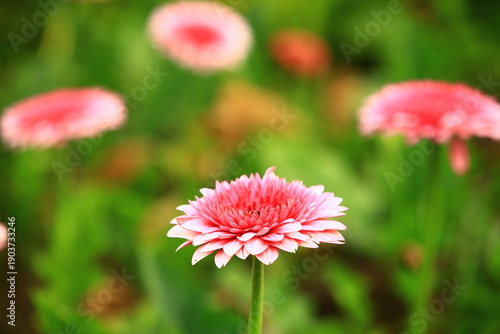 Foto Transvaal Daisy or Gerbera or Barberton Daisy or African Daisy flower blooming i