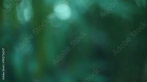 Lush Green Forest Fronds with Soft Bokeh Effect in Natural Light
