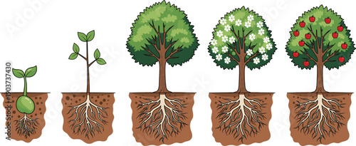 Tree growth stages illustration showing plant development from seedling to mature fruit tree with roots for education concept