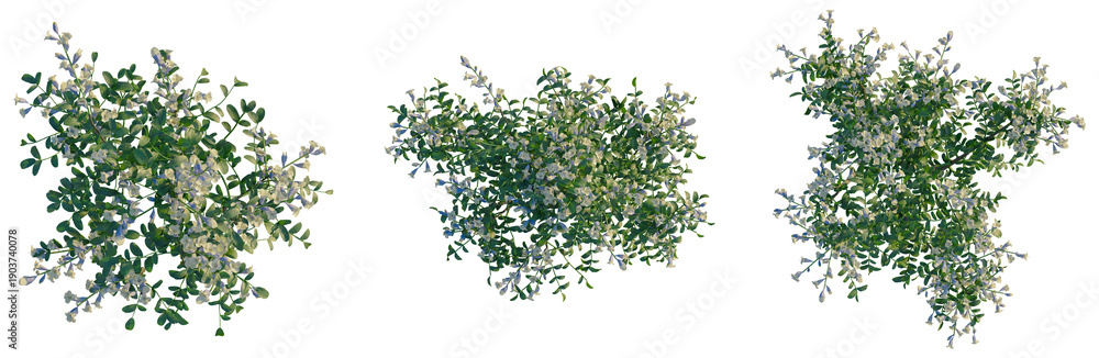 Fototapeta premium Sophora davidii tree plan, top view, cutout, transparent background, isolate, Delicate Pink and Purple Flowers Blooming on Branch, Detailed Floral Pattern, Natural Beauty, Springtime