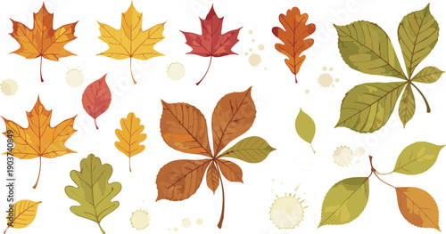 Autumn Leaves Vector Collection, Hand Drawn Watercolor Style Fall Foliage Set with Maple and Oak