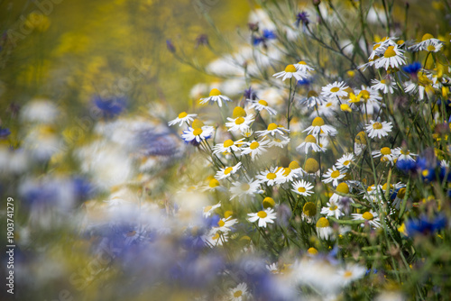 Tableau sur toile Echte Kamille in sommerlicher Wildblumenwiese, Echte Kamille (Matricaria chamomi