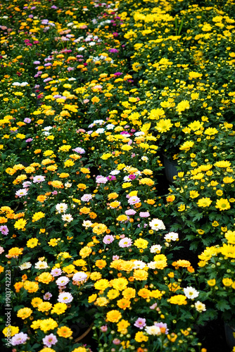 Blooming Chrysanthemum Field: A vibrant and colorful field of blooming chrysanthemums showcases a spectrum of hues, from radiant yellows to soft pastels, a true feast for the eyes.