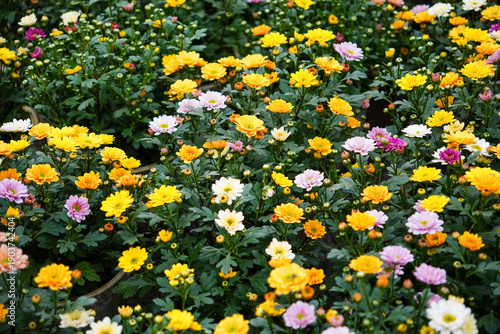 Floral Burst: A vibrant display of chrysanthemum flowers in full bloom.  The scene is a symphony of colors, a testament to the beauty and resilience of nature. 