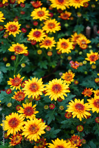 Golden Blooms: A vibrant cluster of radiant yellow flowers blossoms, showcasing their bright petals amidst rich green foliage and a spectrum of golden hues, capturing the essence of natural beauty.