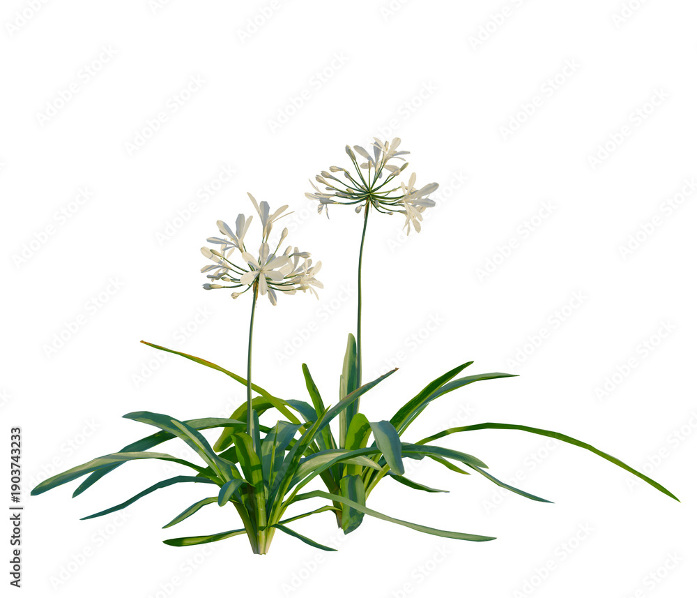 Obraz premium Agapanthus africanus tree, elevation, front view, cutout, transparent background, isolate, Agave americana, also known as the American agave, or century plant, close-up of the plant's leaves