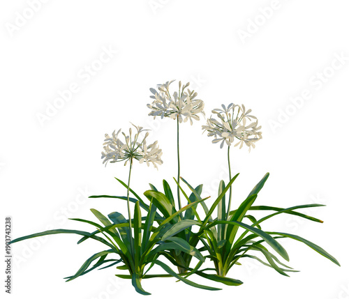 Картината върху платно Agapanthus africanus tree, elevation, front view, cutout, transparent background