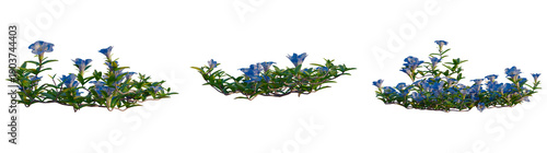 Fotografía Gentiana scabra bunge tree, elevation, front view, cutout, transparent backgroun