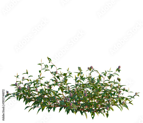 Polygonum capitatum buch tree, elevation, front view, cutout, transparent background, isolate, Detailed close-up of vibrant green shrubbery with delicate purple flowers