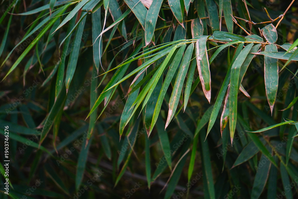 Fototapeta premium Green Bamboo Leaves: An up-close view of vibrant bamboo leaves, showcasing their delicate texture and natural green shades in a tranquil outdoor setting.