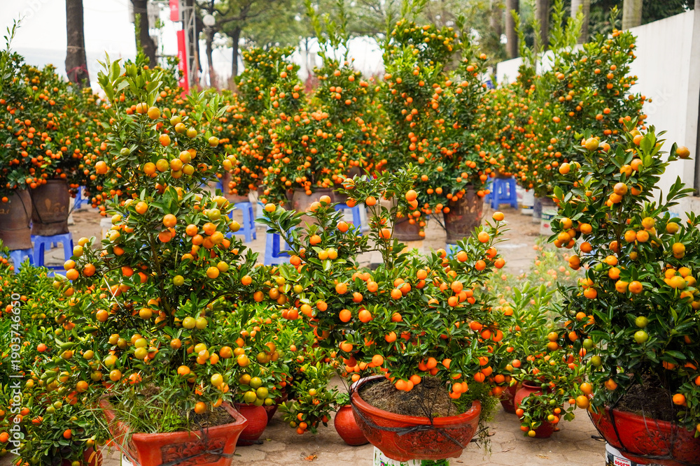 Obraz premium Golden Citrus Trees: A vibrant display of potted citrus trees laden with ripe, golden fruit, creating a visual feast of color and texture. Capturing the essence of a flourishing harvest.
