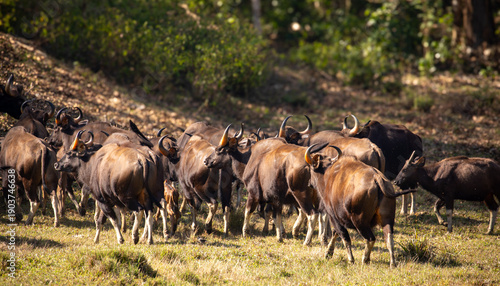Wallpaper Mural Group of Indian Gaur Running on Hill Torontodigital.ca