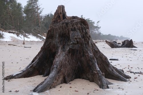 Wallpaper Mural Flooded forest with trunks of ancient trees (3000 years old) covered with ice and icicles on the beach near Czolpino, Baltic Sea, Slowinski National Park, West Pomeranian Voivodeship, Poland. Torontodigital.ca