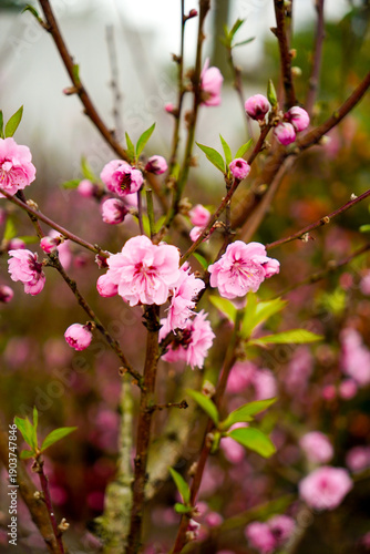 Wallpaper Mural Springtime Bloom: Close-up of delicate pink flowers bursting forth on a tree branch, heralding the arrival of spring in full vibrant splendor. Torontodigital.ca