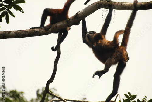 Mona araña, Costa Rica