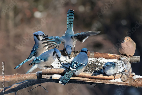 Blue Jays in winter
