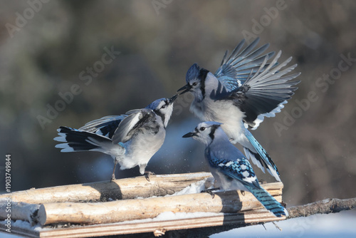 Blue Jays in winter