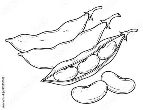 Black and white illustration of beans in pods