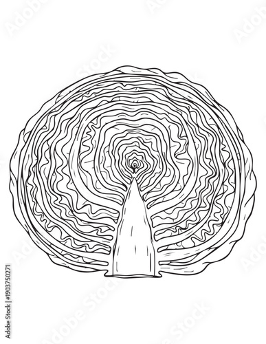 Vibrant black and white illustration of a cut head of cabbage