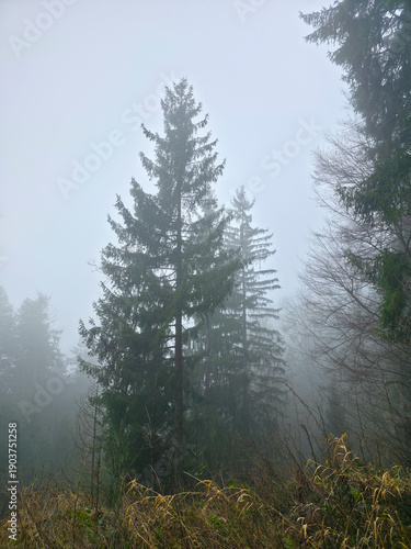 Germany, Black Forest, Foggy winter forest landscape with winding hiking path and evergreen trees