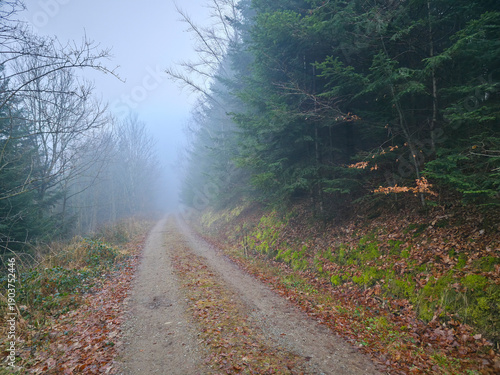 Germany, Black Forest, Foggy winter hiking path through magical evergreen woodland