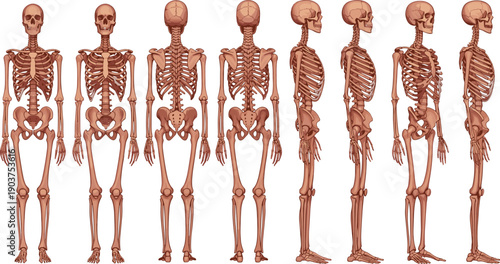 Human skeletal system anatomy illustration, front view, back view, side view, multiple angles, medical diagram, educational chart, physiology reference, biology study