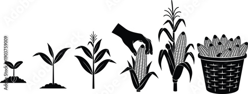 Corn,maize,growth,stages,seedling,plant,agriculture,farming,crop,harvest,hand,picking,cob,basket,organic,food,nature,black,white,vector