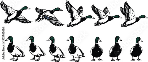 Mallard duck vector set, flying and standing waterfowl collection, isolated bird icons for hunting design illustration, green head drake, wild nature, lake.
