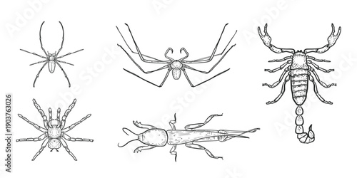 Set of black and white sketch style vector insects and arachnids. Spiders, mole cricket and a scorpion outline illustrations hand painted. Scary insects for Halloween. Dangerous bugs drawing.