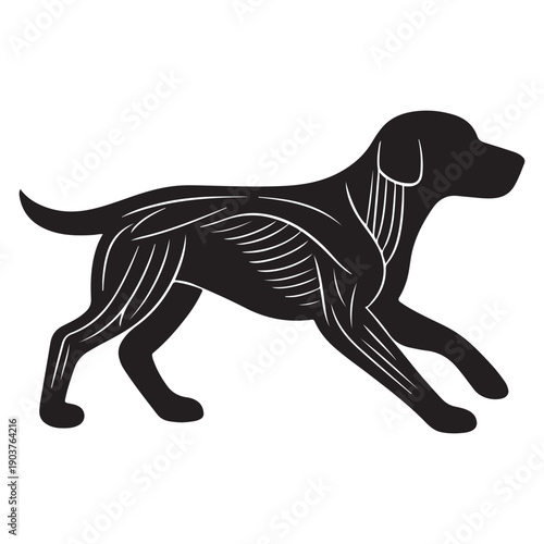 Black silhouette of a dog with visible musculature, showcasing canine anatomy in profile.
