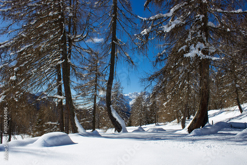 Wallpaper Mural Alpine winter landscape with fresh snow, bare trees and sunlit mountains. Pristine nature, serene atmosphere and the scenic beauty of the Dolomites in winter. Torontodigital.ca
