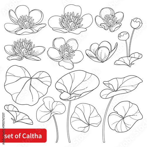 Set with outline Caltha palustris or Marsh-marigold with leaf in black isolated on white background.