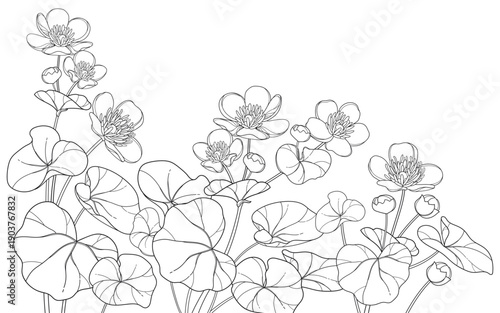 Bunch of outline Caltha palustris or Marsh-marigold flower and leaf in black isolated on white background.