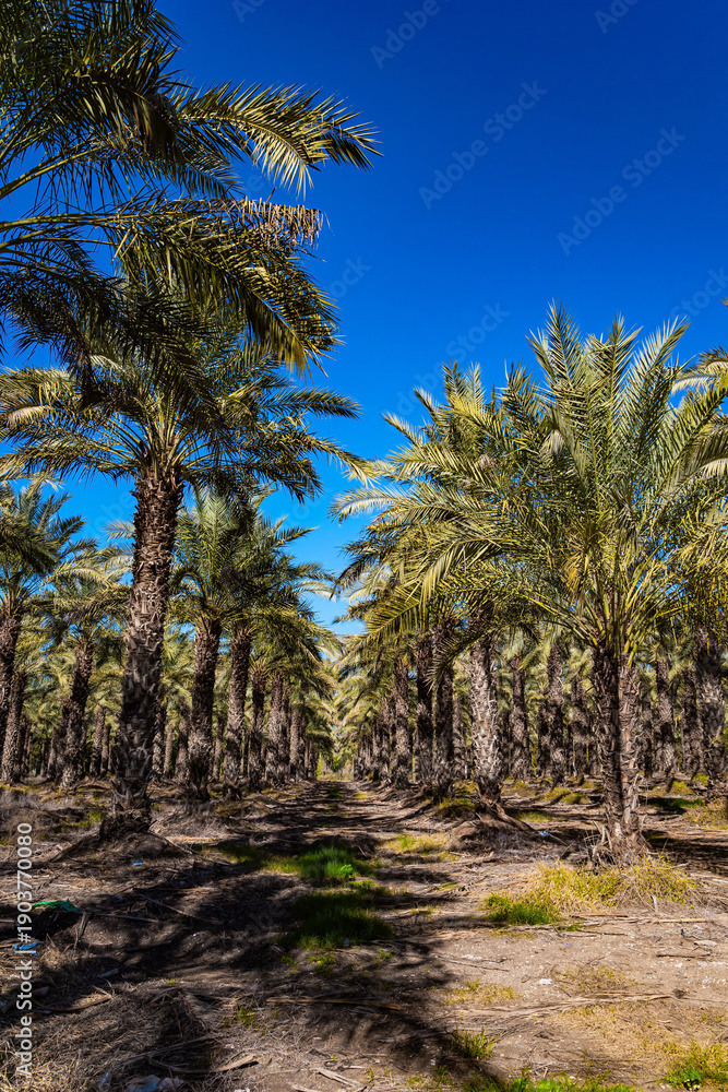 Fototapeta premium Picturesque palm grove