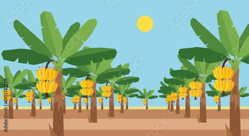 A sunny tropical banana plantation featuring rows of trees bearing ripe yellow fruit under a clear blue sky.
